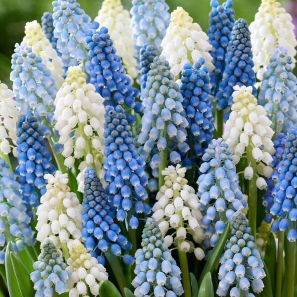 Muscari mix