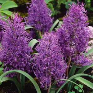 Muscari plumosum