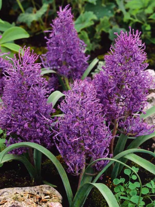 Muscari plumosum