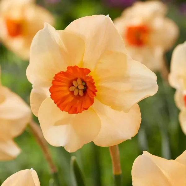 Narcissus 'Altruist'