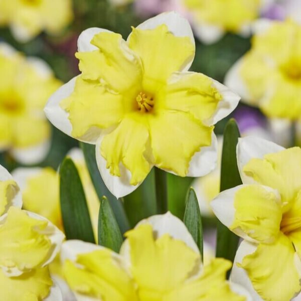 Narcissus Cassata Narcissus 'Cassata'