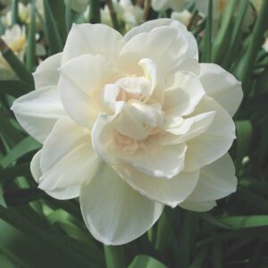 Narcissus 'Obdam'