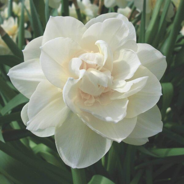 Narcissus Obdam Narcissus 'Obdam'