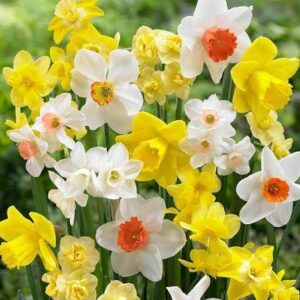 Narcissus mix