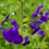 Salvia microphylla 'Blue Monrovia'