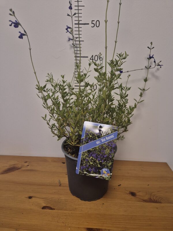 Salvia microphylla 'Blue Monrovia'