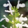 Salvia microphylla Gletsjer Salvia microphylla 'Gletsjer'