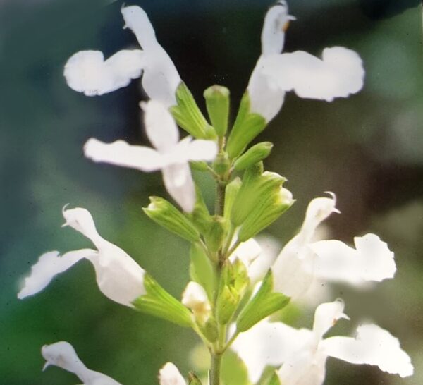 Salvia microphylla Gletsjer Salvia microphylla 'Gletsjer'