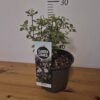 Salvia microphylla 'Gletsjer'tvrtko Salvia microphylla 'Gletsjer'