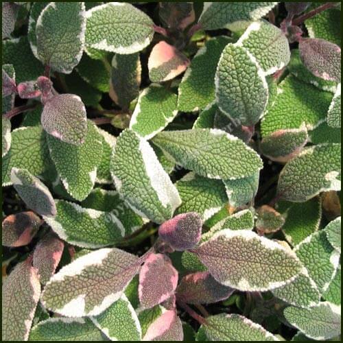 Salvia officinalis Tricolor Salvia officinalis 'Tricolor'