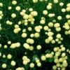Santolina rosmarinifolia