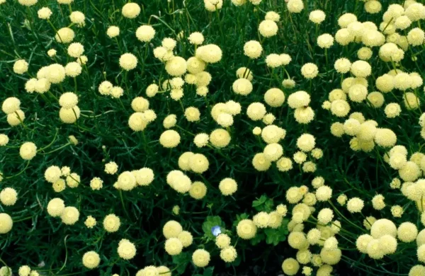 Santolina rosmarinifolia