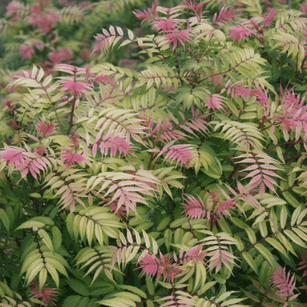 Sorbaria sorbifolia 'Sem'