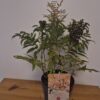 Sorbaria sorbifolia 'Sem'