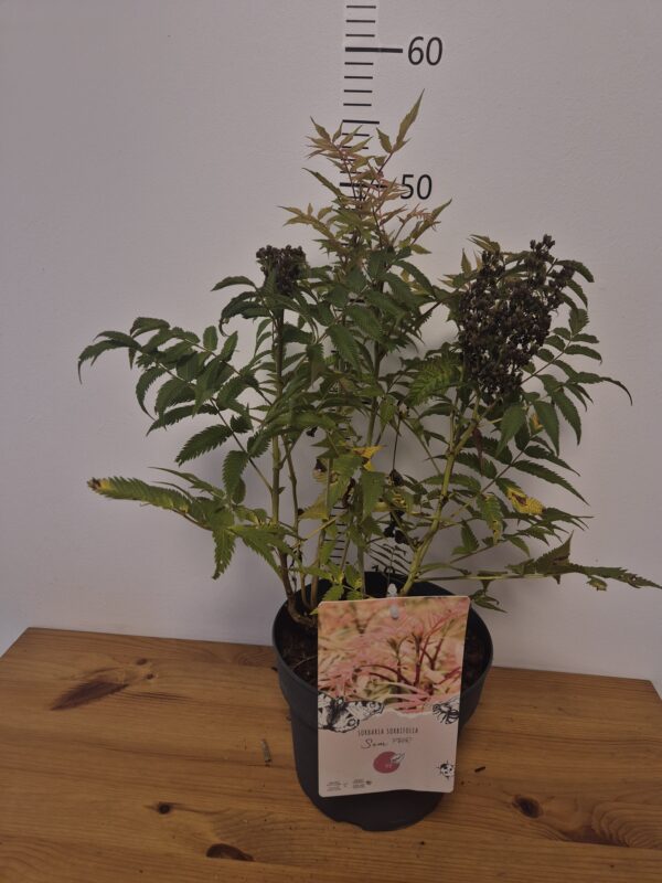 Sorbaria sorbifolia 'Sem'