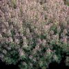 Thymus citriod Silver Queen Thymus citriodorus 'Silver Queen'