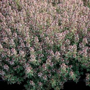Thymus citriod Silver Queen Thymus citriodorus 'Silver Queen'