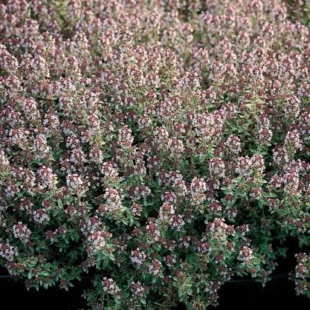 Thymus citriod Silver Queen Thymus citriodorus 'Silver Queen'