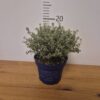 Thymus citriodorus 'Silver Queen' Thymus citriodorus 'Silver Queen'