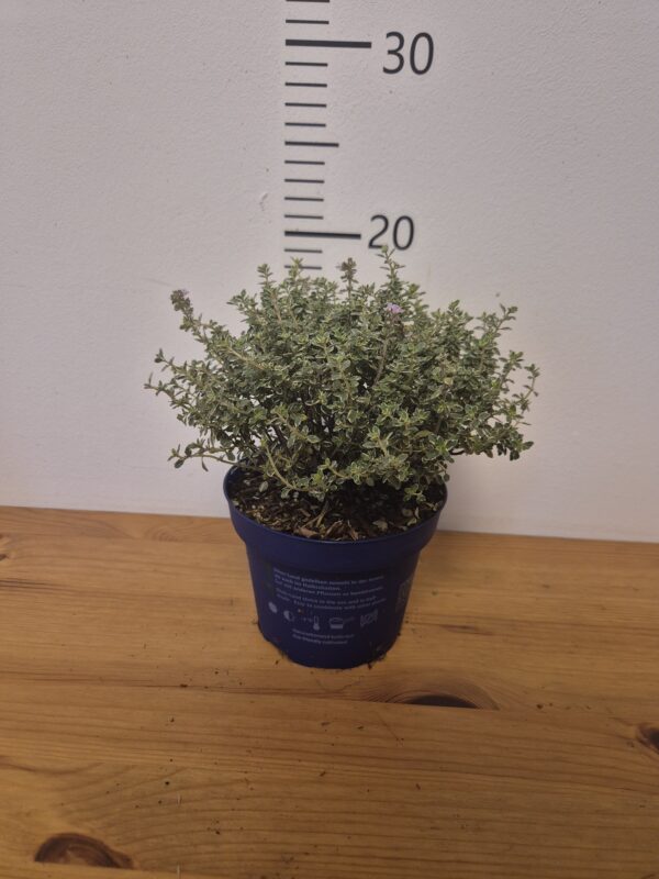 Thymus citriodorus 'Silver Queen' Thymus citriodorus 'Silver Queen'