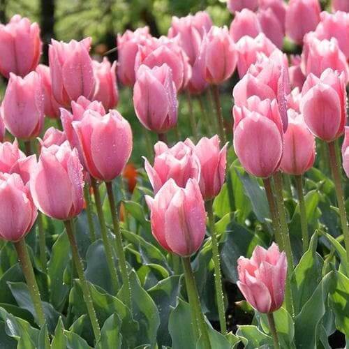 Tulipa Albert Hein Tulipa 'Albert Hein'