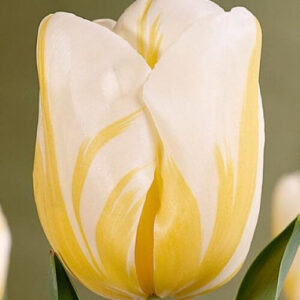 Tulipa 'Alfred Heineken'