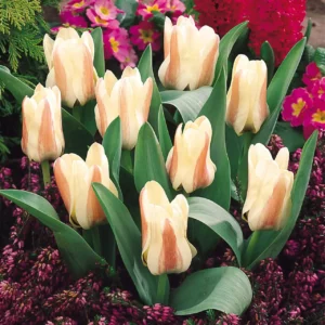 Tulipa Ancilla Tulipa 'Ancilla'