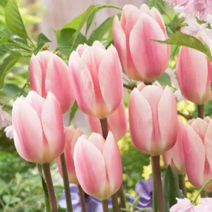 Tulipa 'Apricot Delight'