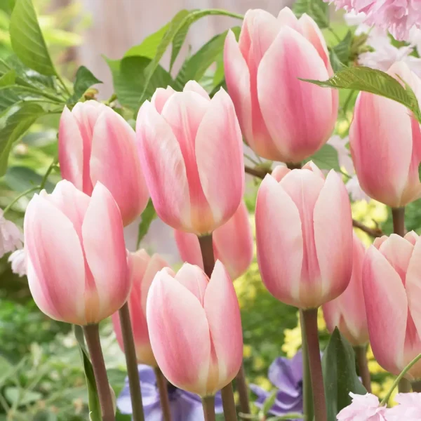 Tulipa Apricot Delight Tulipa 'Apricot Delight'