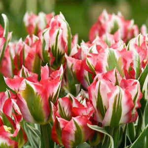 Tulipa 'Esperanto'