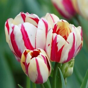 Tulipa 'Flaming Club'