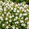 Weigela Picobella Bianco Weigela 'Picobella Bianco'