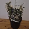 Weigela 'Picobella Bianco'tvrtko Weigela 'Picobella Bianco'
