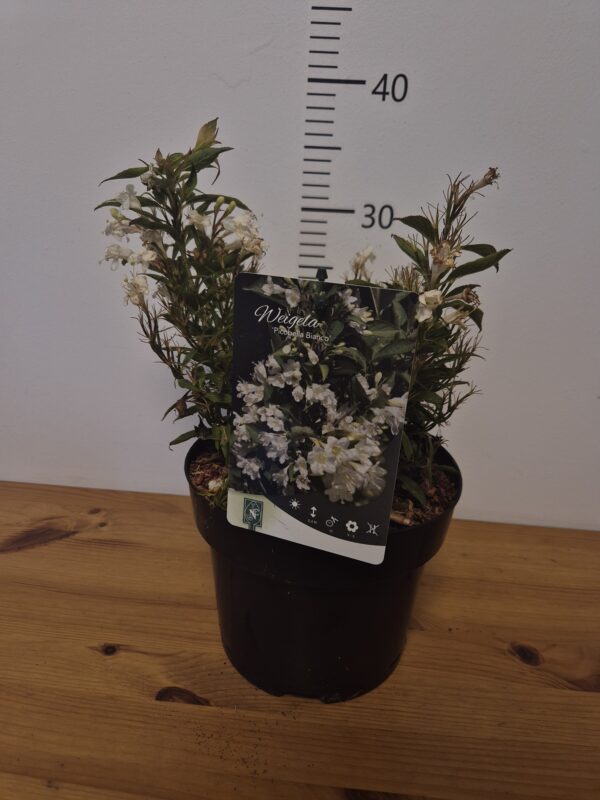 Weigela 'Picobella Bianco'tvrtko Weigela 'Picobella Bianco'
