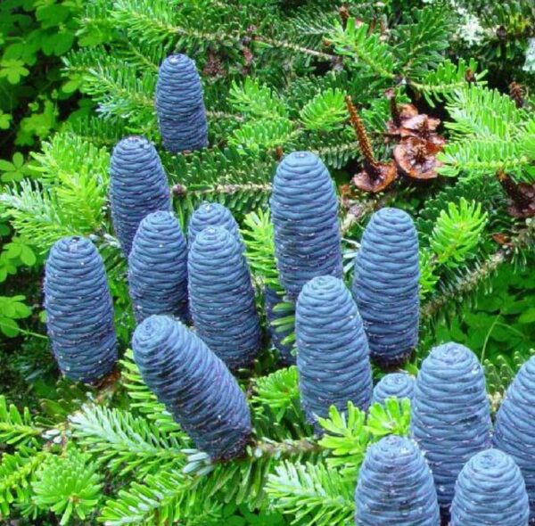 Abies koreana