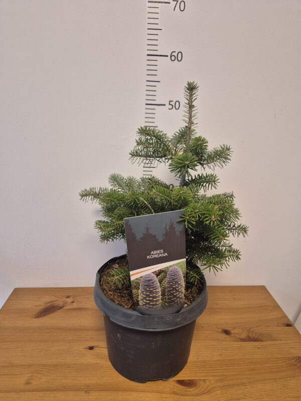 Abies koreana