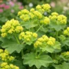 Alchemilla mollis