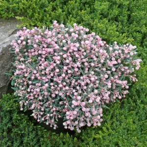 Andromeda pol. 'Blue Ice'
