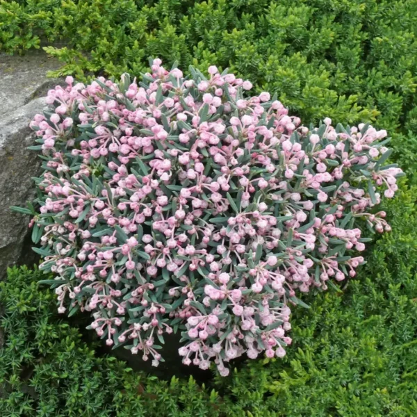 Andromeda pol. 'Blue Ice'