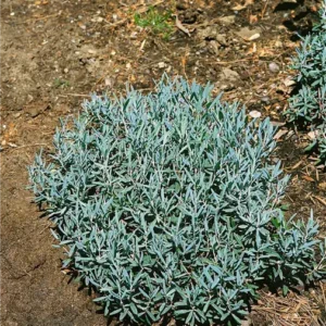 Andromeda pol. 'Blue Lagoon'