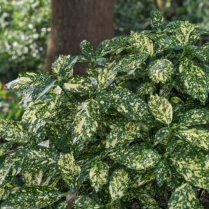 Aucuba jap. 'Crotonifolia'