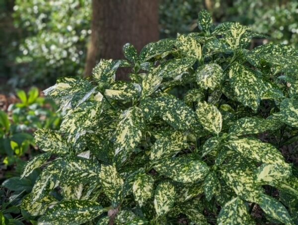 Aucuba jap. 'Crotonifolia'