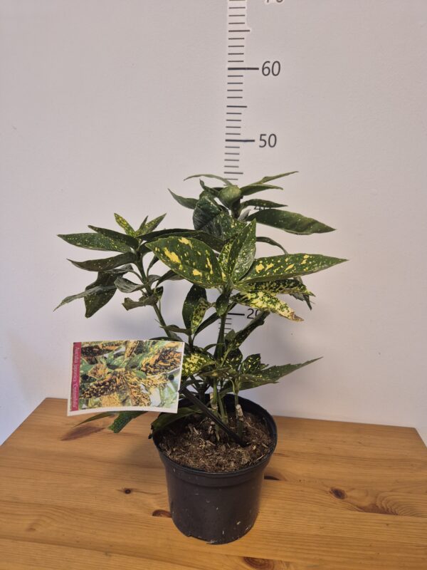 Aucuba jap. 'Crotonifolia'