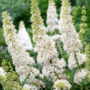 Buddleja dav. 'Nanho White'