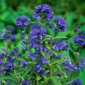 Caryopteris cland. 'Kew Blue'