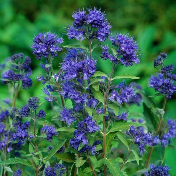 Caryopteris cland Kew Blue Caryopteris cland. 'Kew Blue'