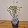 Caryopteris cland. 'Kew Blue'tvrtko Caryopteris cland. 'Kew Blue'