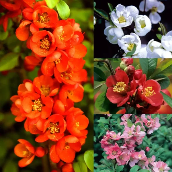 Chaenomeles mix