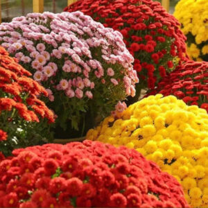 Chrysanthemum (Garden Mum) mix