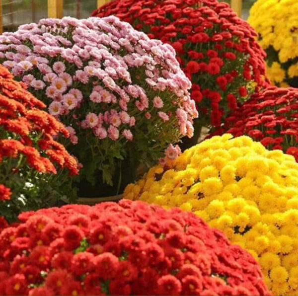 Chrysanthemum (Garden Mum) mix